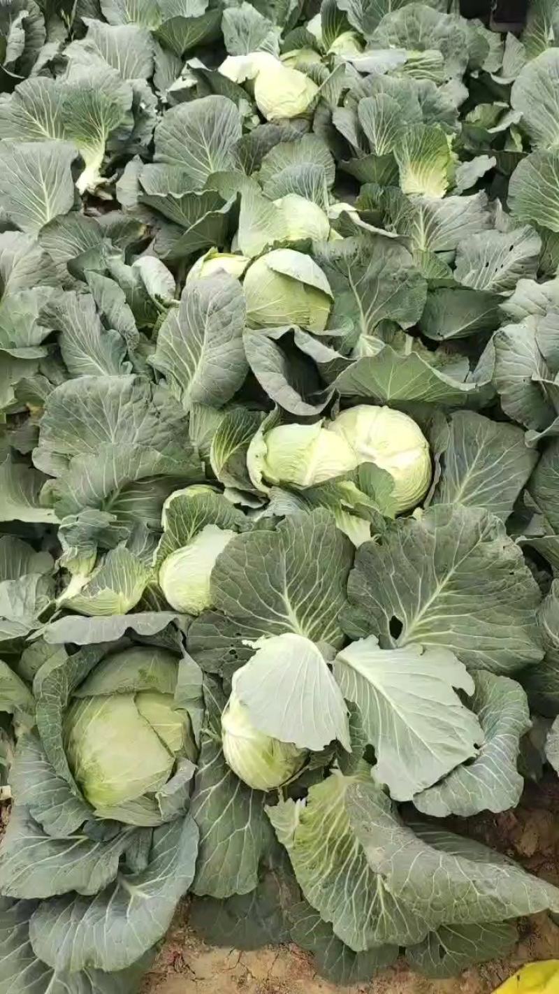 大量供应扁包菜，基地直供，诚信经营，货品质保，可实地看货