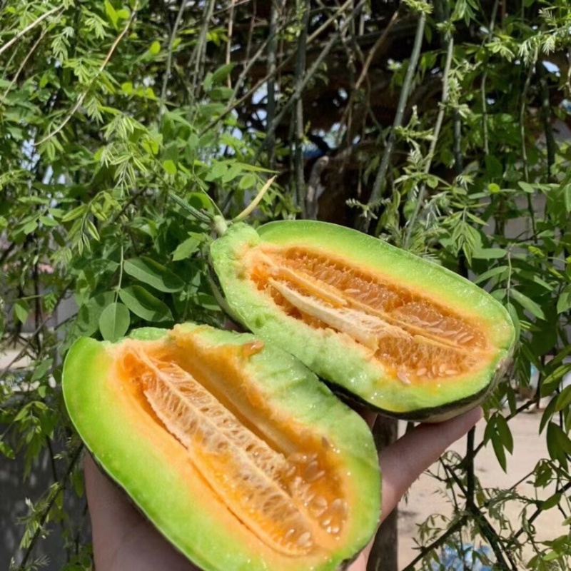 头茬吊秧羊角蜜博洋61质量上乘代收代发
