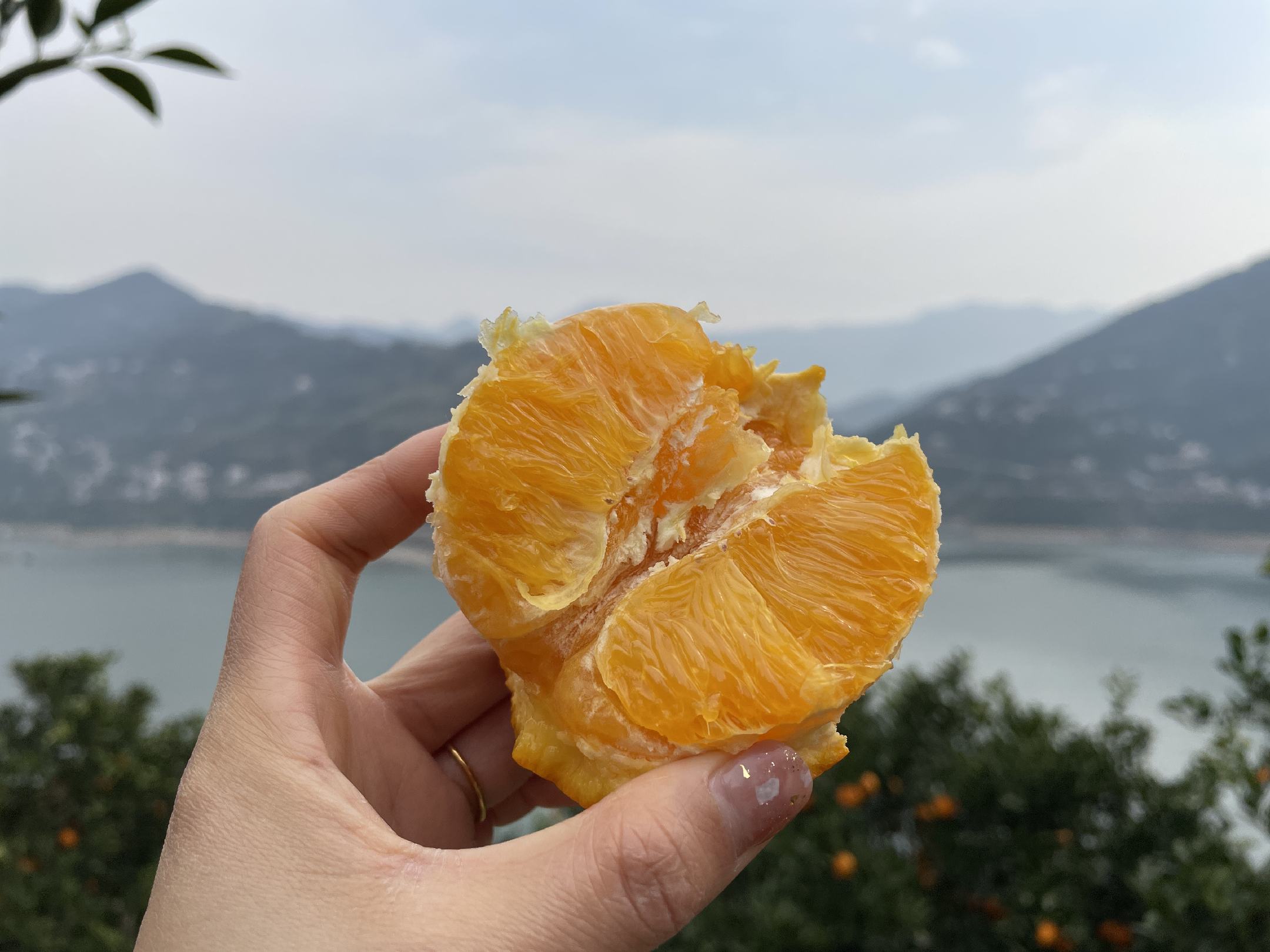 奉节伦晚脐橙采摘现场