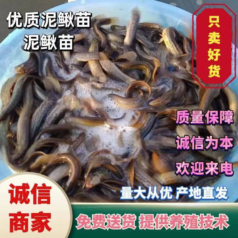 泥鳅苗，各种规格泥鳅苗，提供养殖技术。量大可以免费送货。