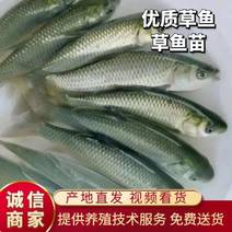 草鱼，各种规格成品草鱼，基地直供，量大可以免费送货。