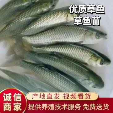 草鱼，各种规格成品草鱼，基地直供，量大可以免费送货。