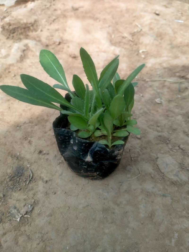 天人菊，基地大量有货，量大从优，价格面议