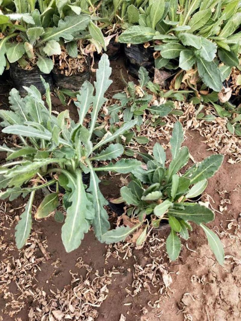 天人菊，基地大量有货，量大从优，价格面议