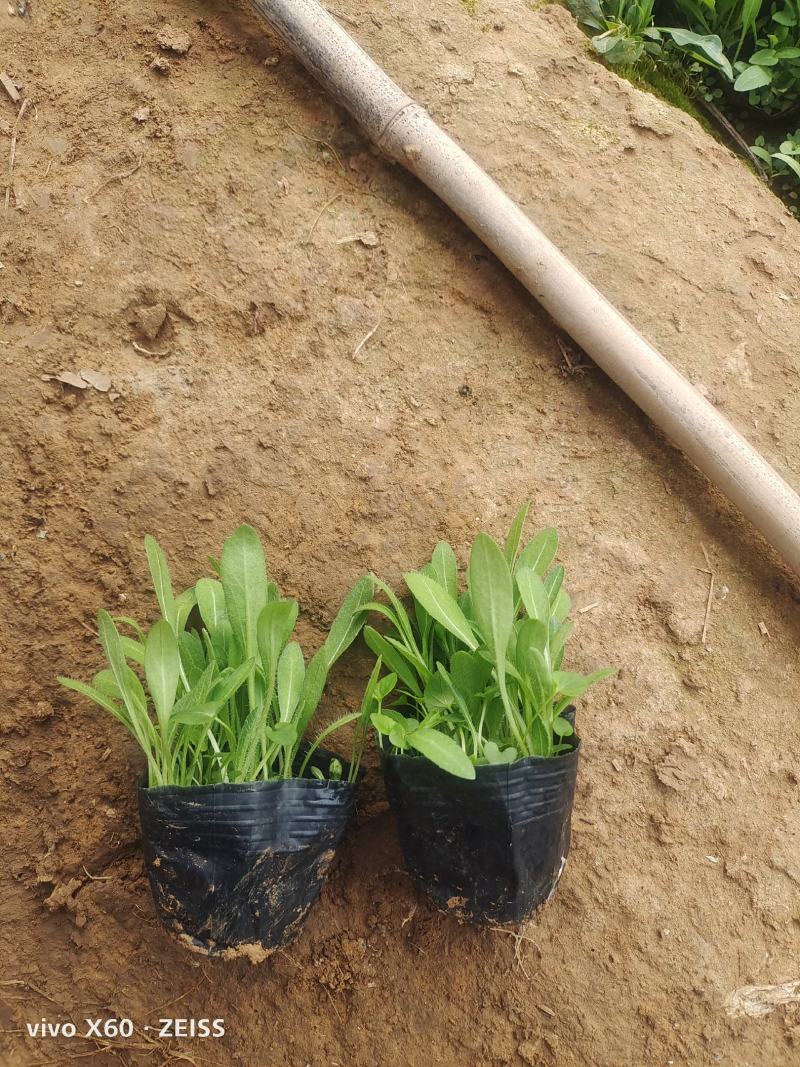 天人菊，基地大量有货，量大从优，价格面议