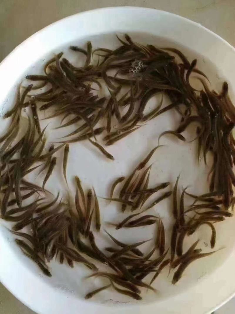泥鳅寸苗