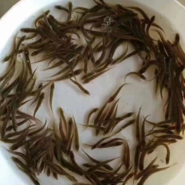 泥鳅寸苗
