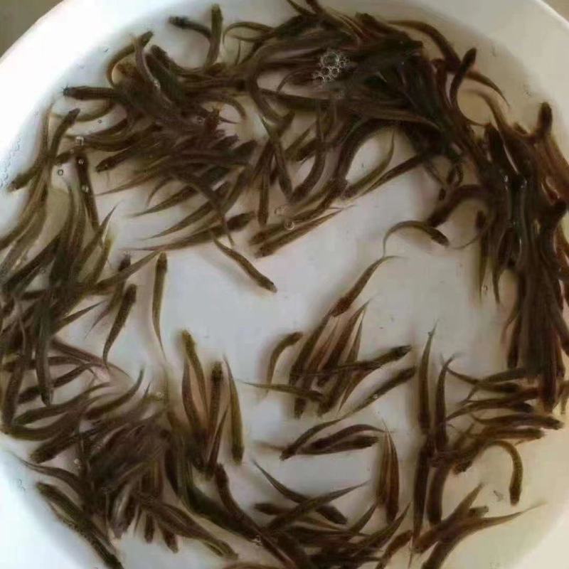 泥鳅寸苗