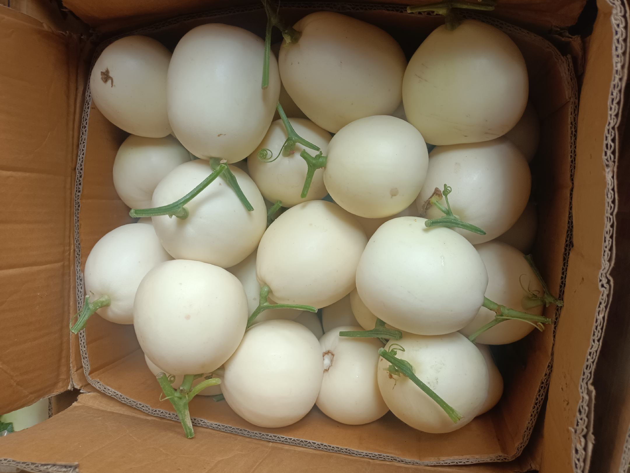 伊丽莎白甜瓜切开展示果肉与糖度测试