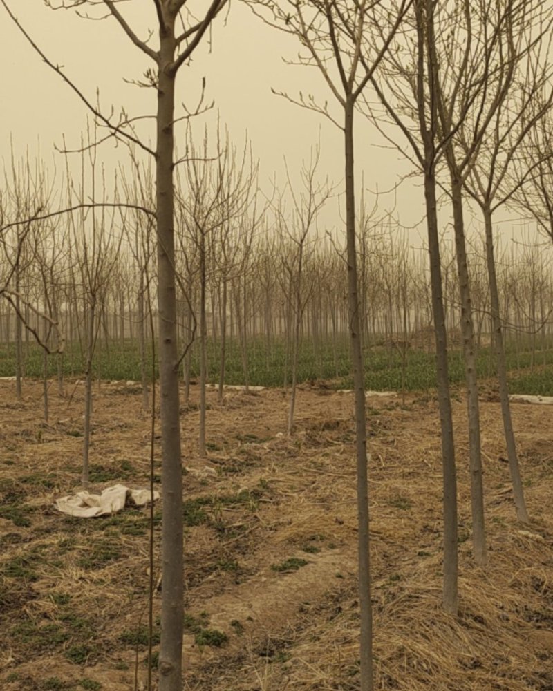 杜仲树5，6，7公分