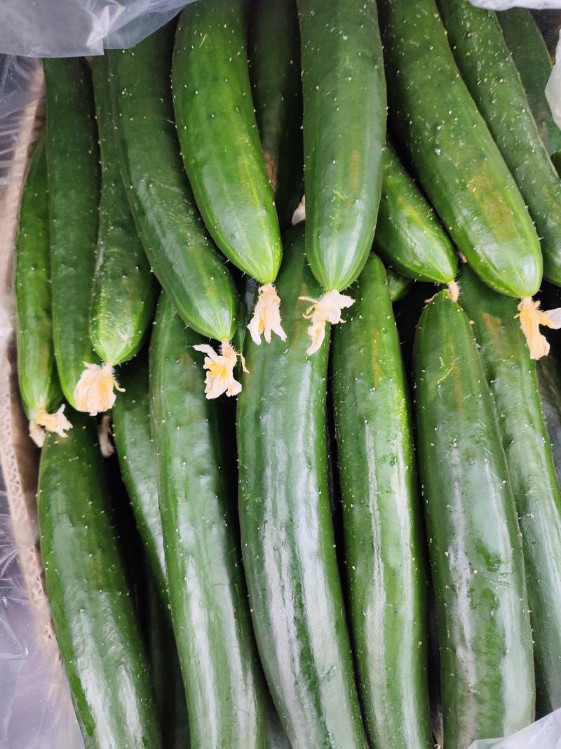【黄瓜】新鲜滑皮黄瓜产地发货，对接电商批发零售