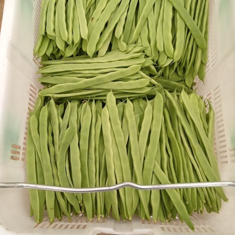 商河扁青芸豆上市