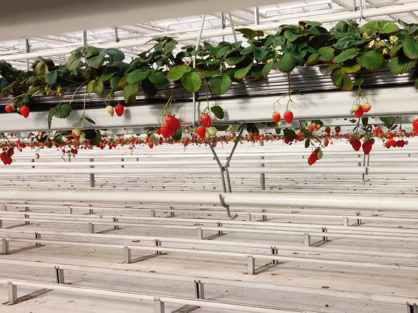 草莓种植基地实景图