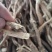 长白山黄芪整枝黄芪
