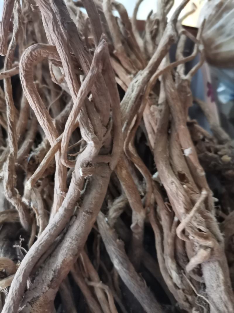 长白山黄芪整枝黄芪