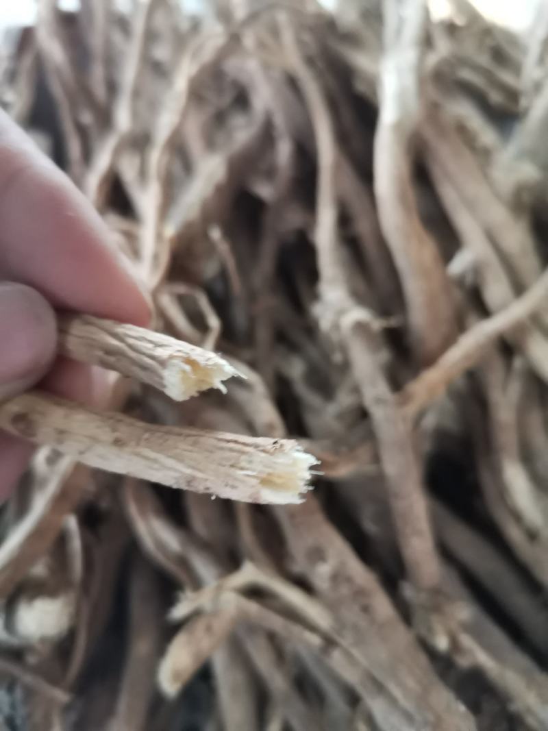长白山黄芪整枝黄芪