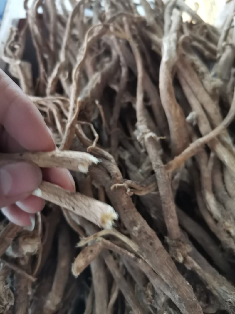 长白山黄芪整枝黄芪