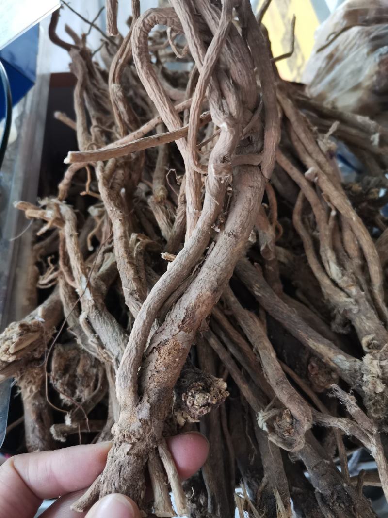 长白山黄芪整枝黄芪