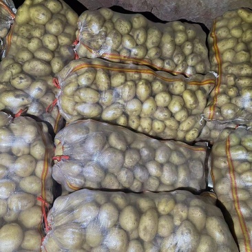 希森6号226小薯(种转商）价格实惠
