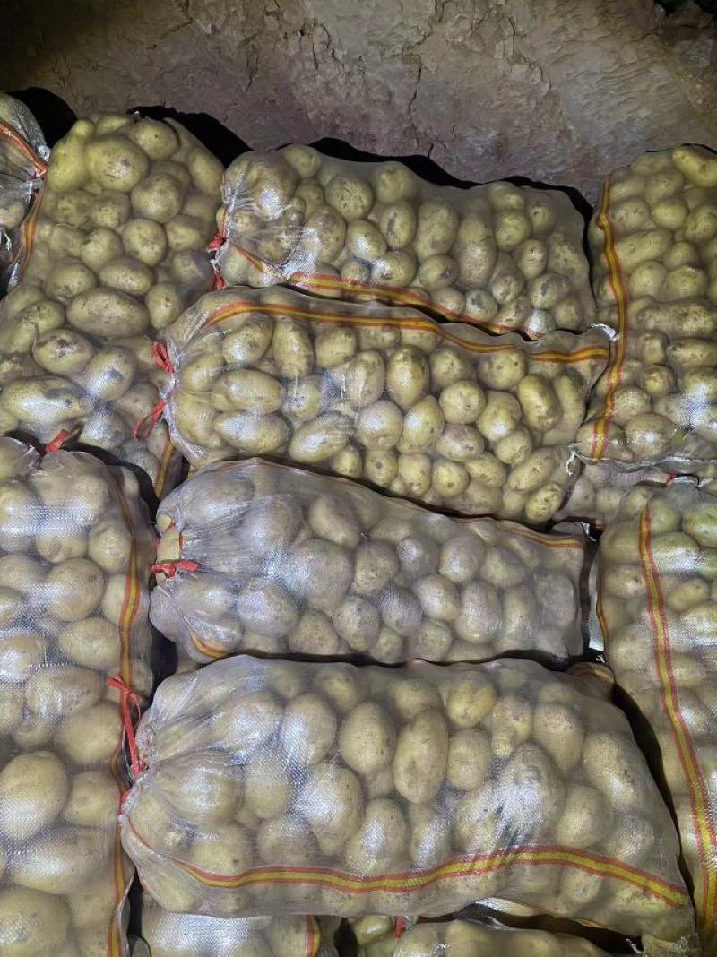 希森6号226小薯(种转商）价格实惠