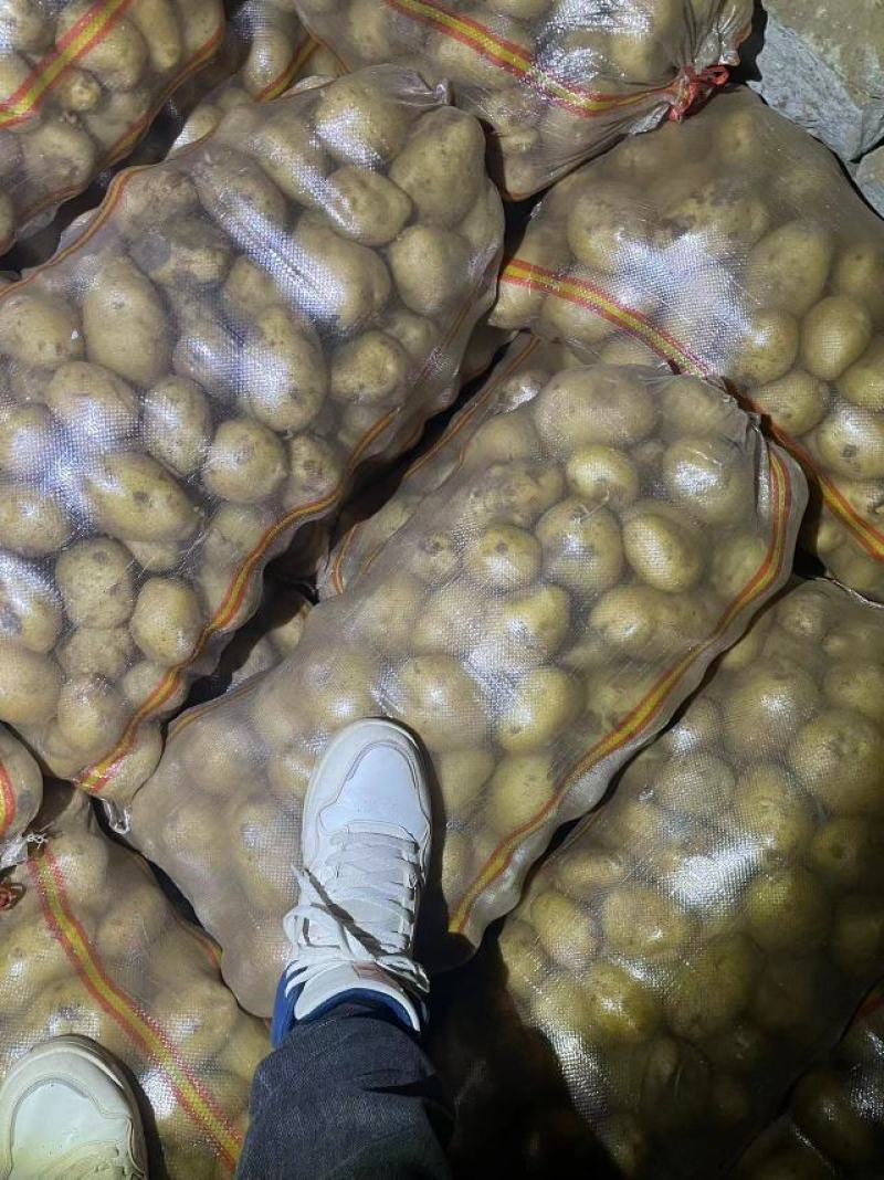 希森6号226小薯(种转商）价格实惠