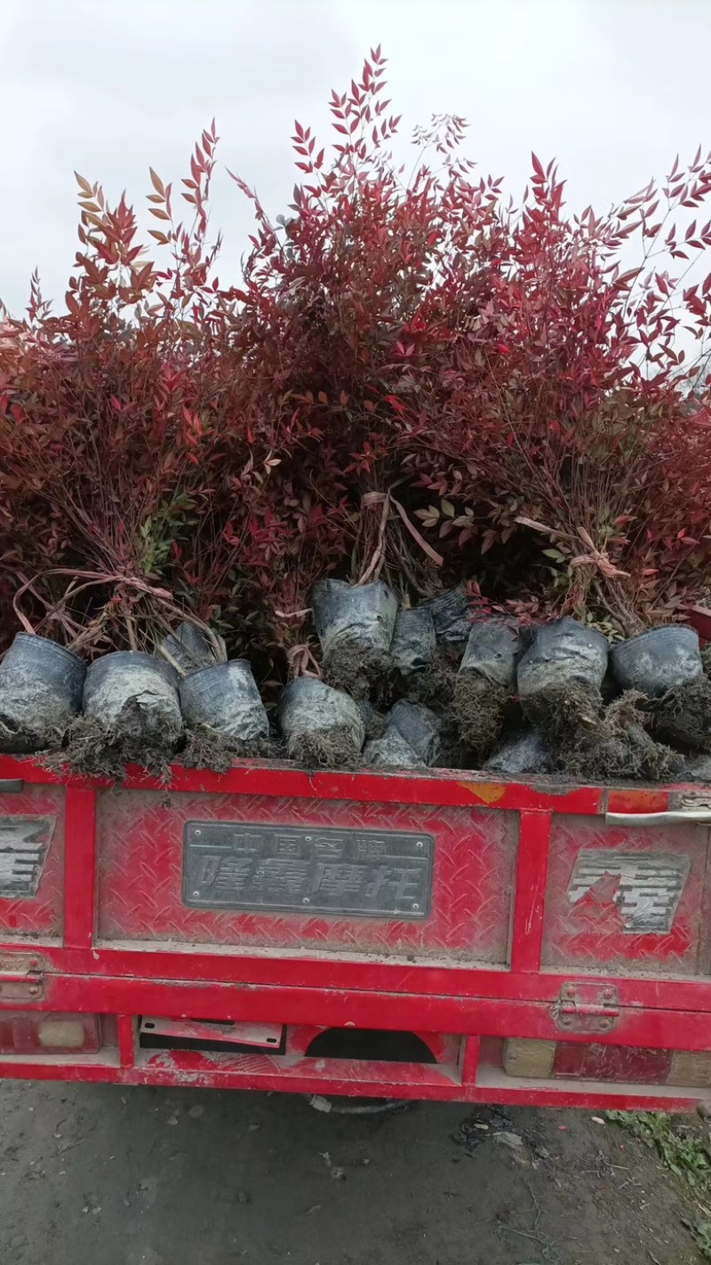 玛格丽特基地成都货源自产自销，货发全国