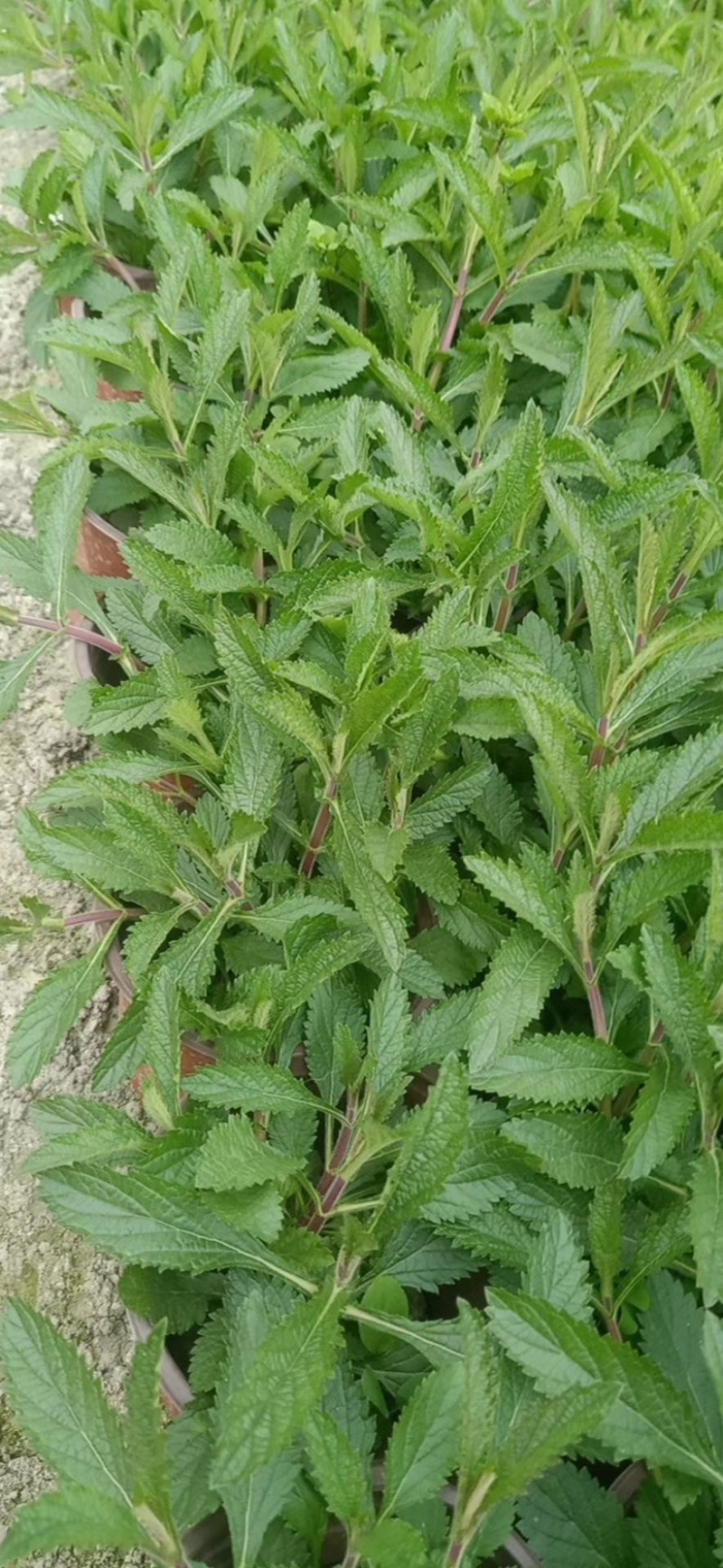 马鞭草，柳叶马鞭草农户自产自销