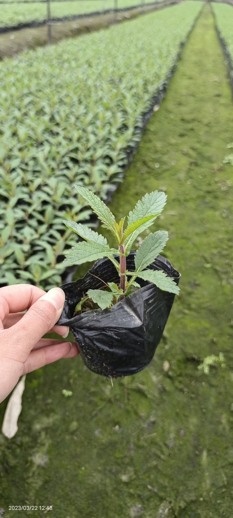 马鞭草，柳叶马鞭草农户自产自销