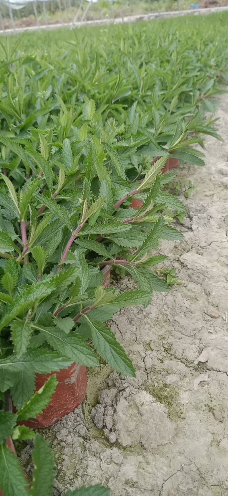 马鞭草，柳叶马鞭草农户自产自销