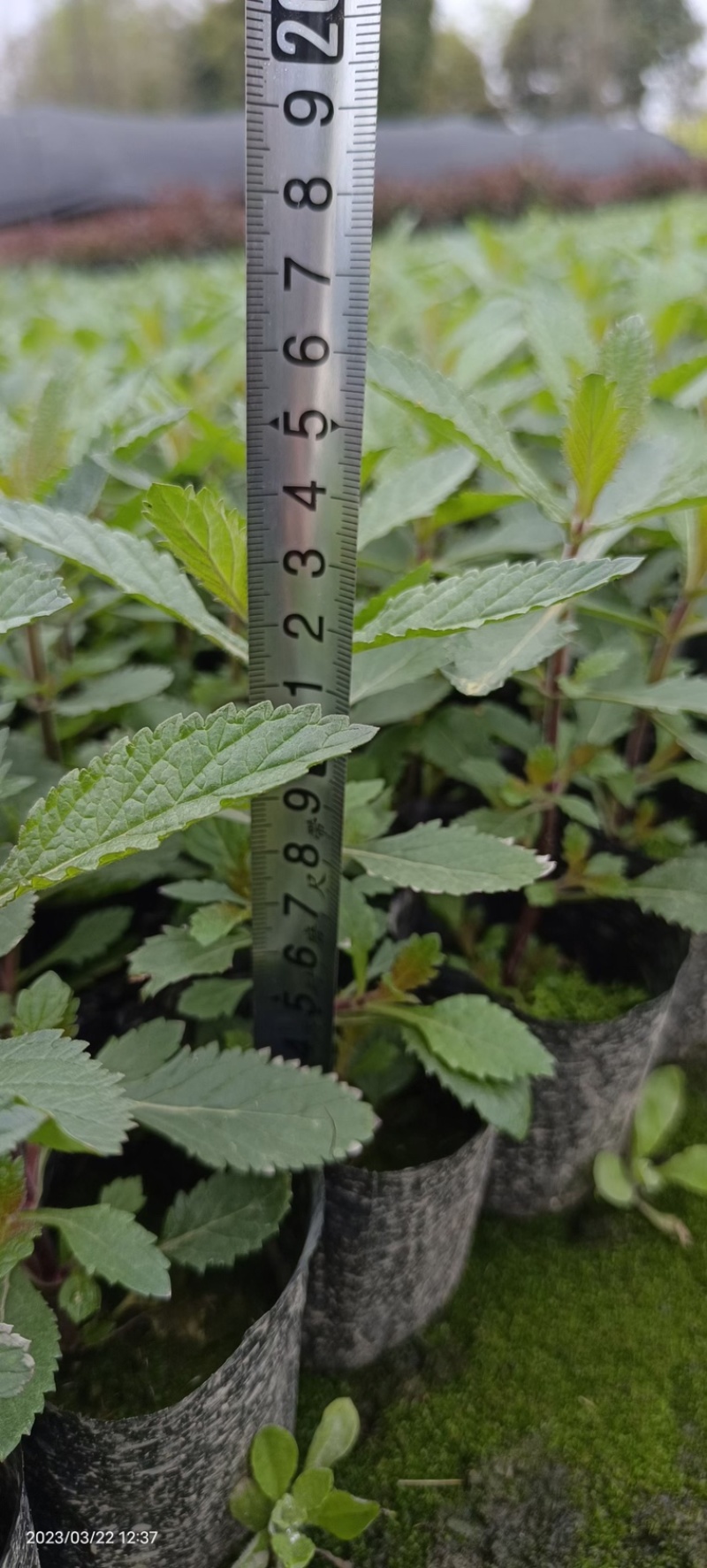 马鞭草，柳叶马鞭草农户自产自销