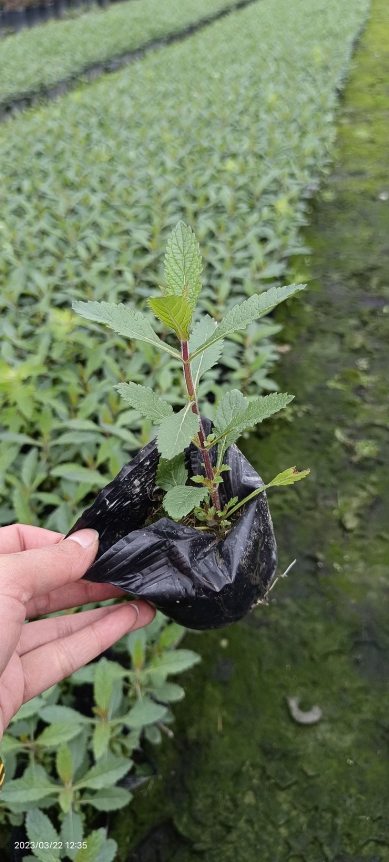 马鞭草，柳叶马鞭草农户自产自销