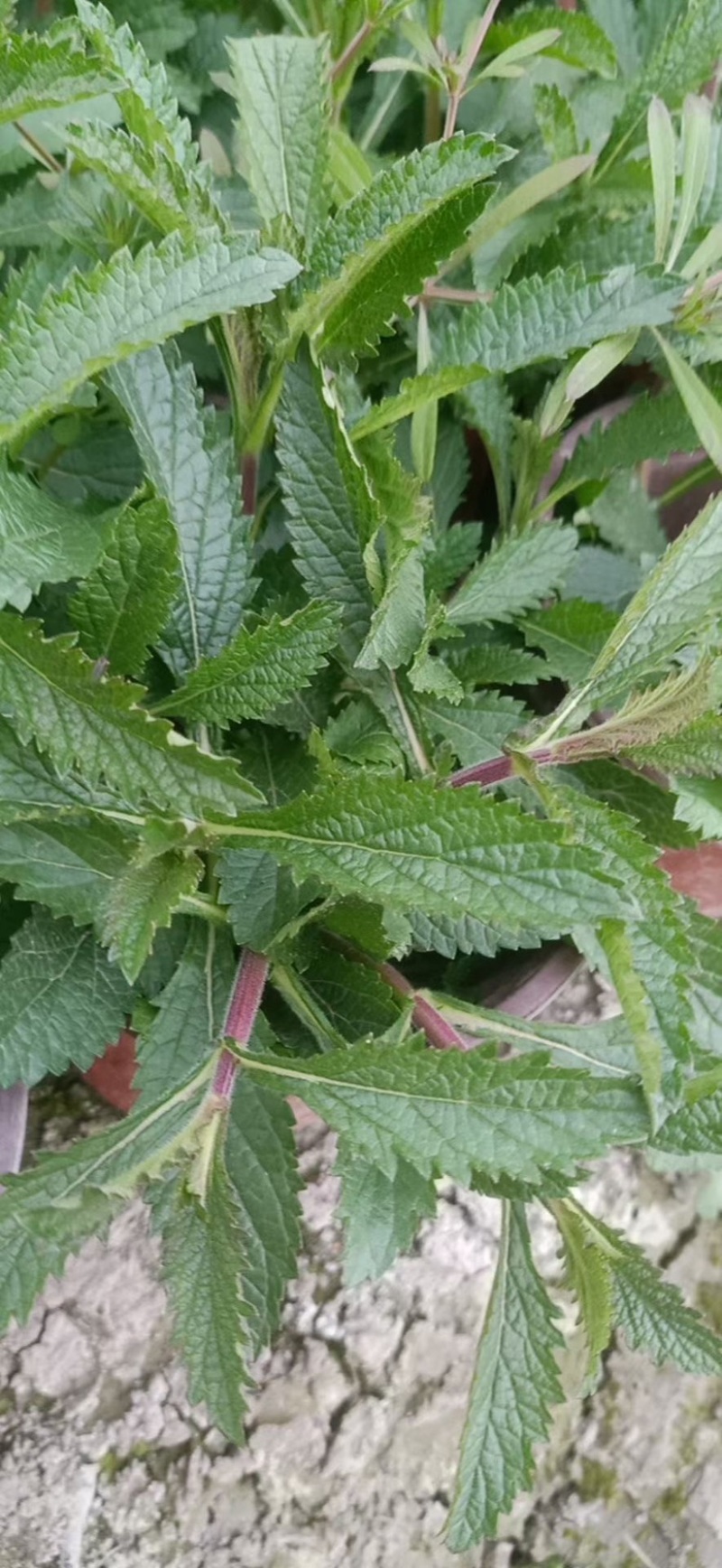 马鞭草，柳叶马鞭草农户自产自销