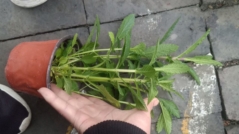马鞭草，柳叶马鞭草农户自产自销