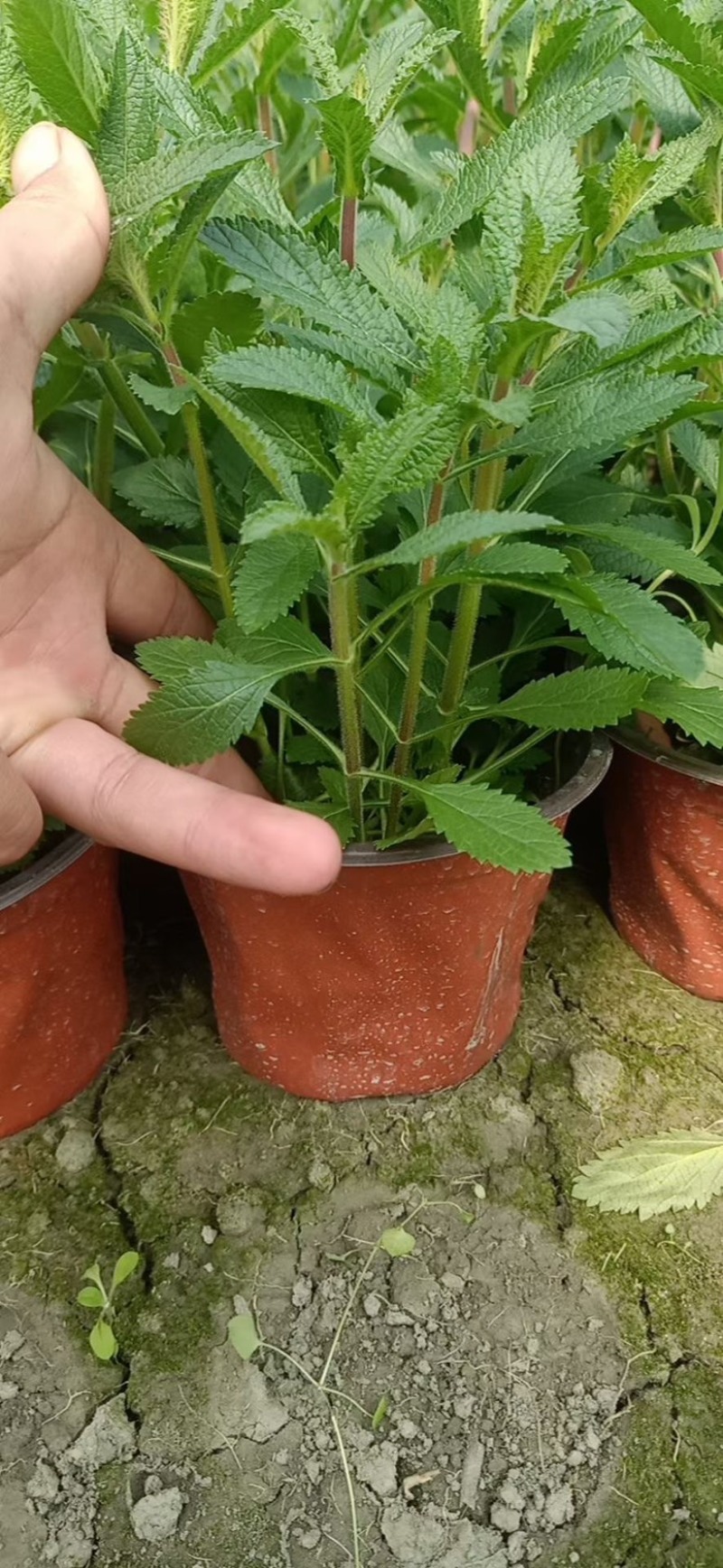 马鞭草，柳叶马鞭草农户自产自销