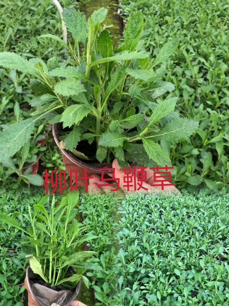 马鞭草，柳叶马鞭草农户自产自销