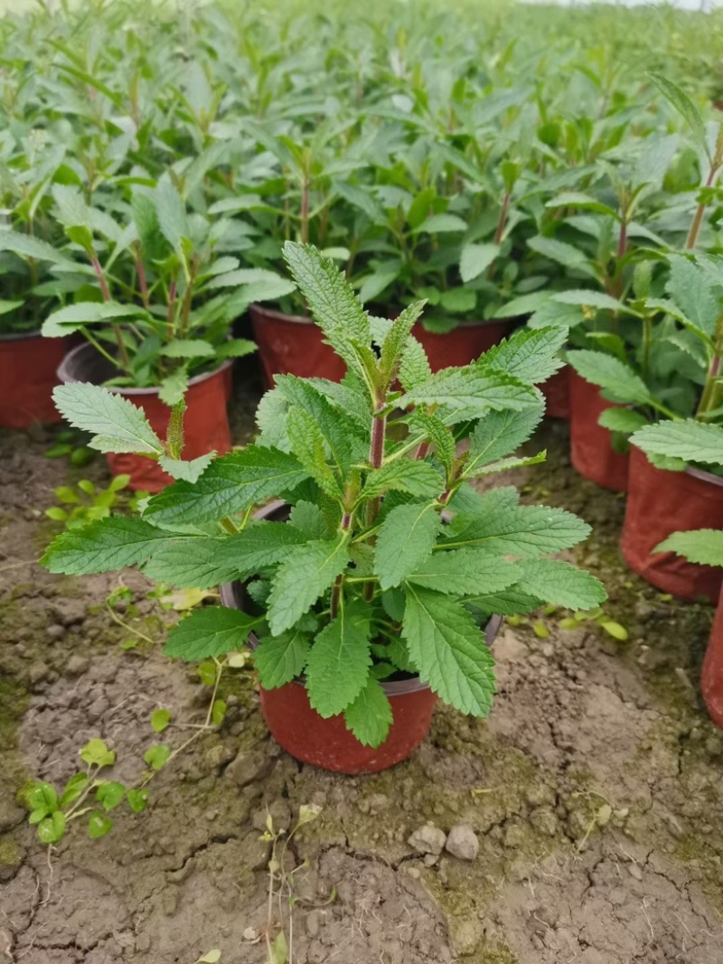马鞭草，柳叶马鞭草农户自产自销