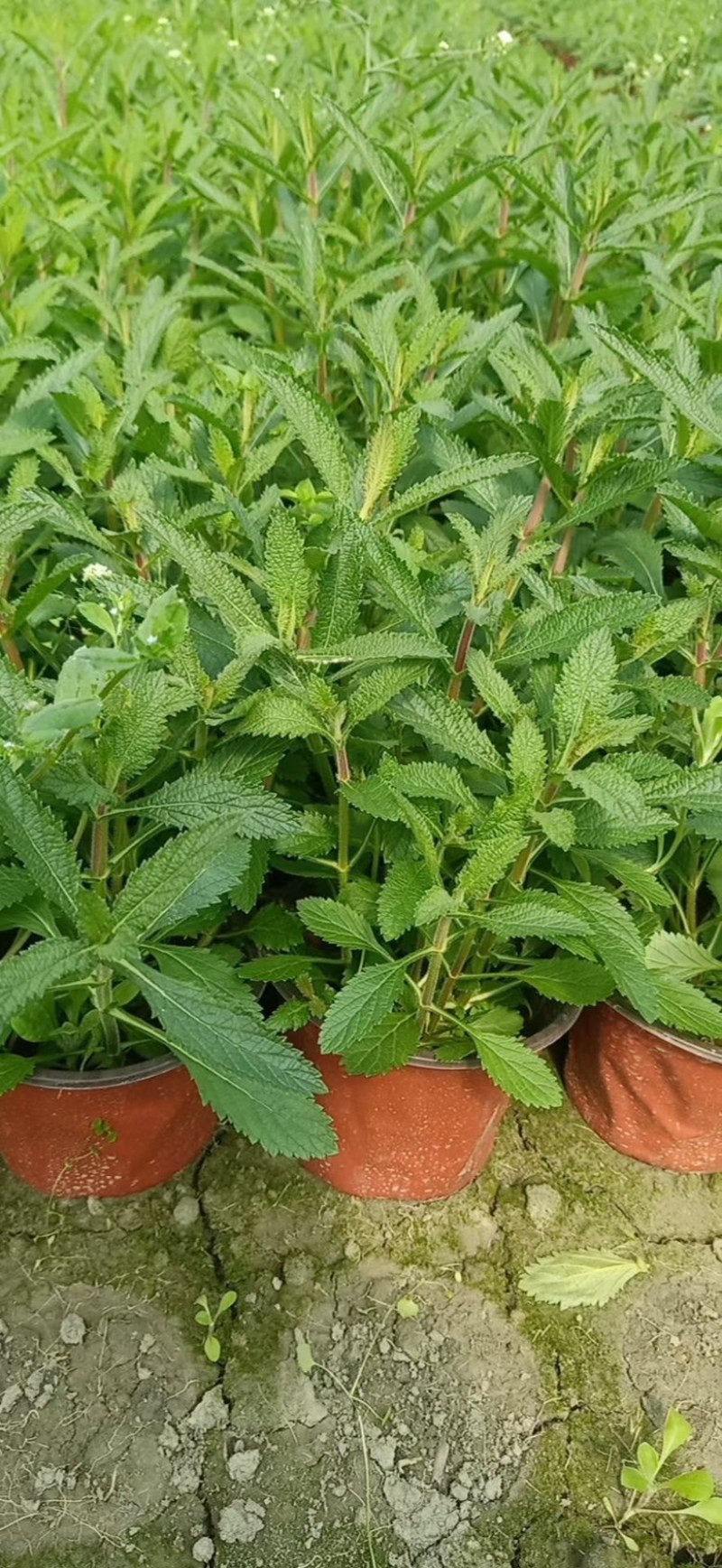马鞭草，柳叶马鞭草农户自产自销
