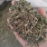 透骨草，凤仙透骨草，新货，自家加工，纯青无硫