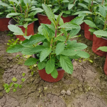 马鞭草，柳叶马鞭草农户自产自销