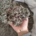 透骨草，凤仙透骨草，新货，自家加工，纯青无硫