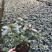 杜鹃，西洋娟，比利时杜鹃，种植户