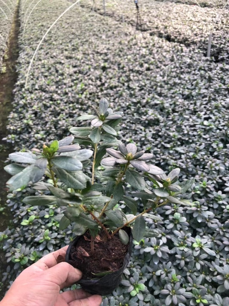 杜鹃，西洋娟，比利时杜鹃，种植户