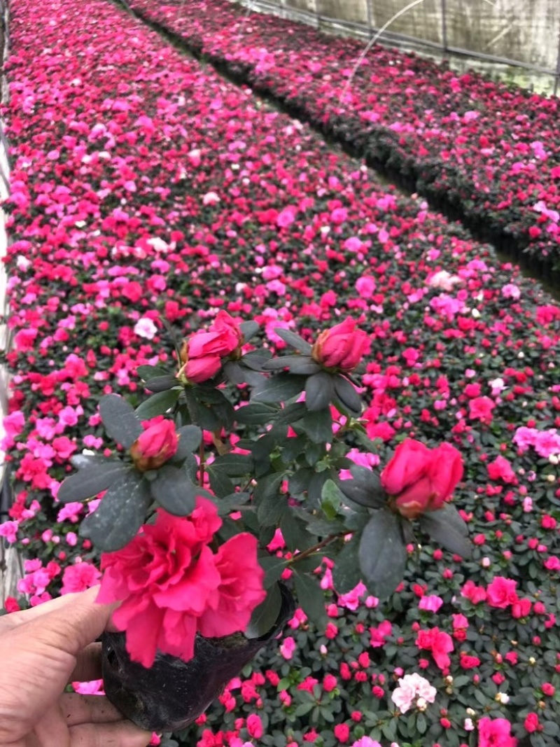 杜鹃，西洋娟，比利时杜鹃，种植户