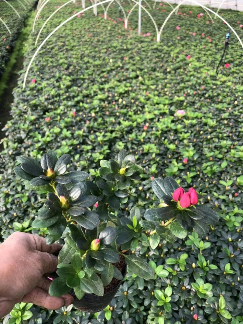 杜鹃，西洋娟，比利时杜鹃，种植户
