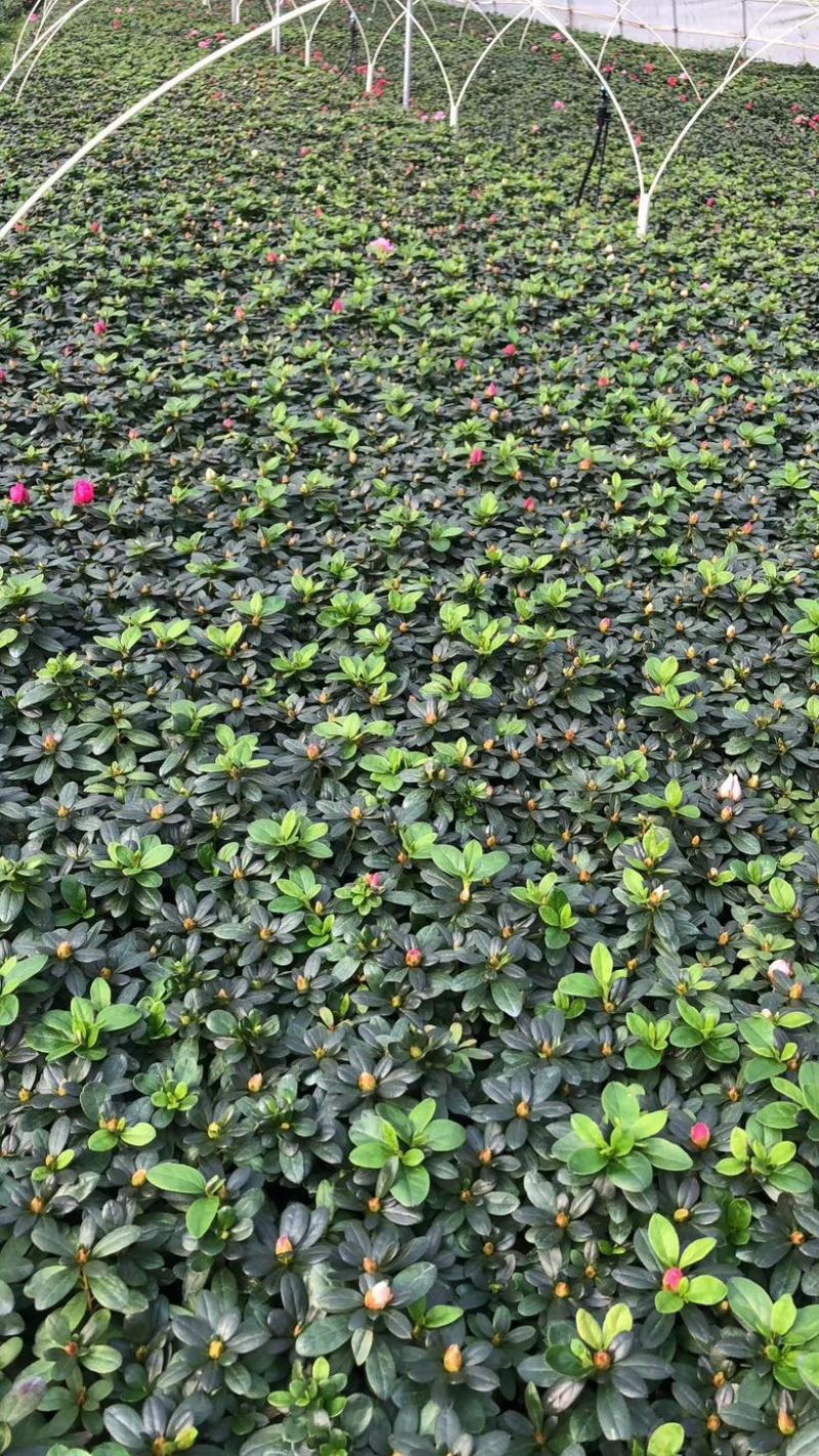 杜鹃，西洋娟，比利时杜鹃，种植户