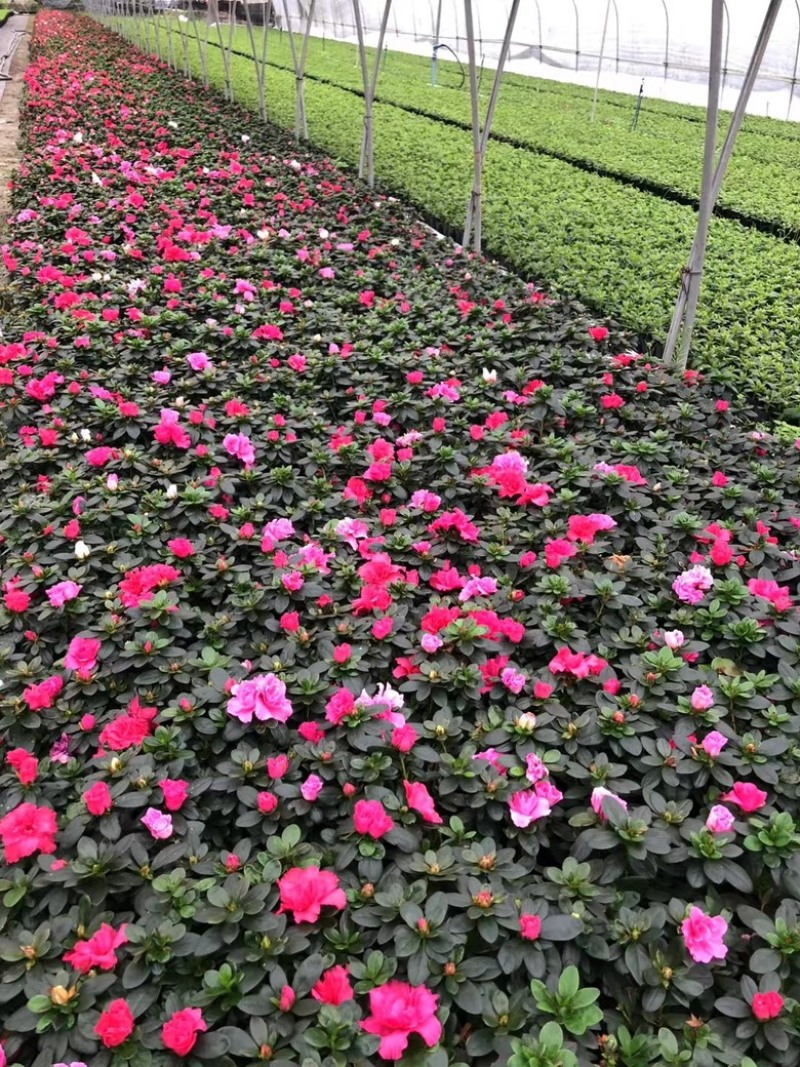 杜鹃，西洋娟，比利时杜鹃，种植户