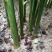 阳荷姜根现挖现发当年就能结果规模化种植户直采