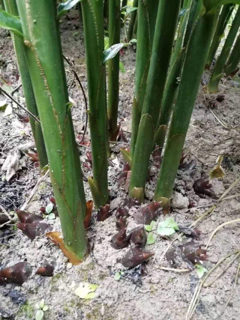 阳荷姜根现挖现发当年就能结果规模化种植户直采