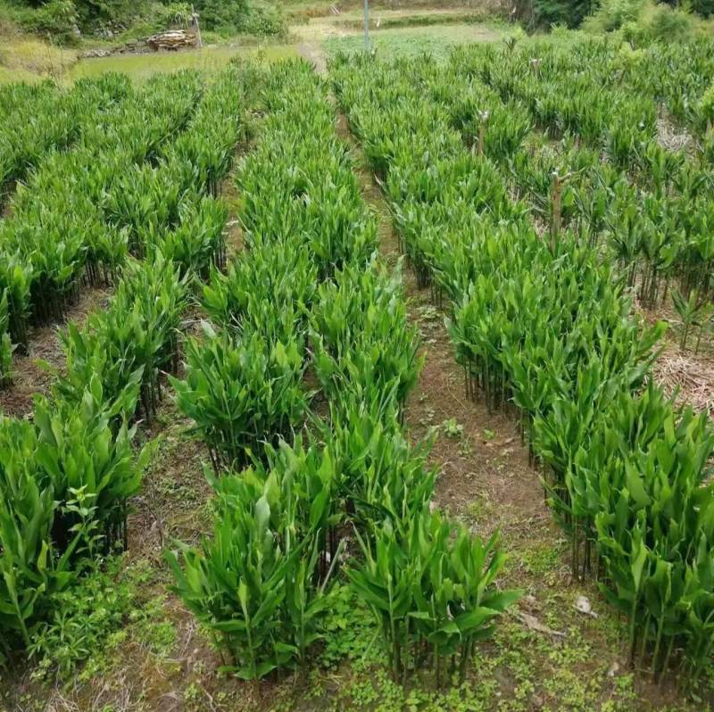 阳荷姜根现挖现发当年就能结果规模化种植户直采