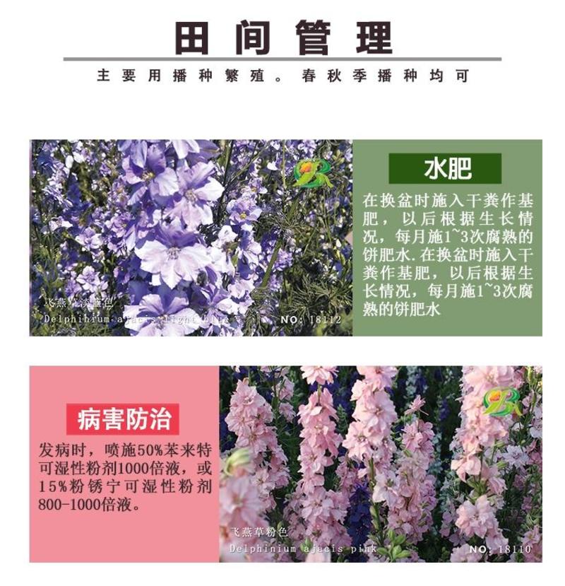 飞燕草种子春秋播种室外庭院花海景观耐寒花卉花种籽